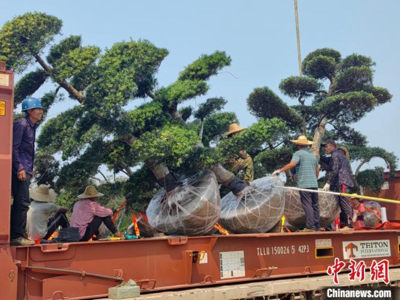 广西北海首次向海外销售罗汉松 已抵达柬埔寨