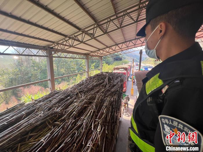 云南磨憨边检站近6个月高效保障133万余吨老挝甘蔗入境