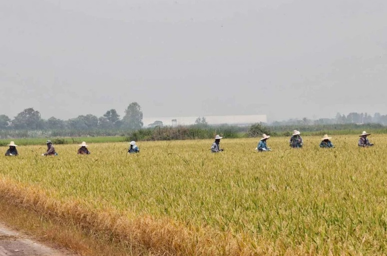 Thailand lifts 2024 rice export projection
