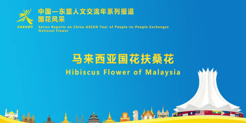 中国—东盟国花风采：马来西亚国花扶桑花绽魅力