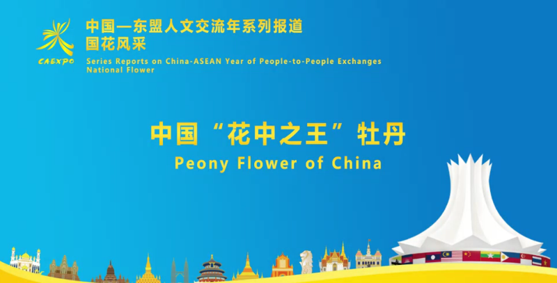 中国—东盟国花风采：中国“花中之王”牡丹展芳华