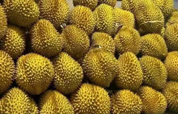 菲律宾全国榴莲产业峰会在达沃市举办