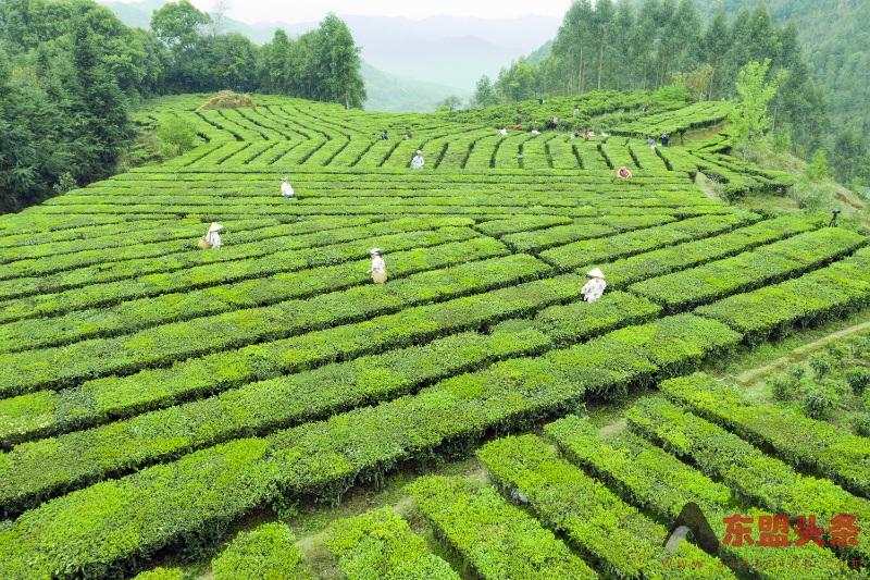 广西苍梧县高质量发展茶文旅融合