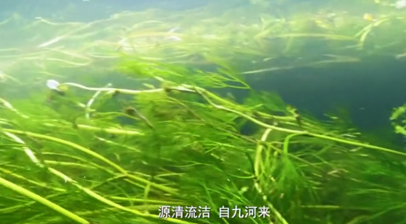 微纪录片丨问淀哪得清如许：水下森林