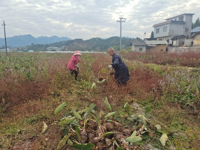 广西桂林荔浦芋头：从传统农耕到现代化产业链的跨越
