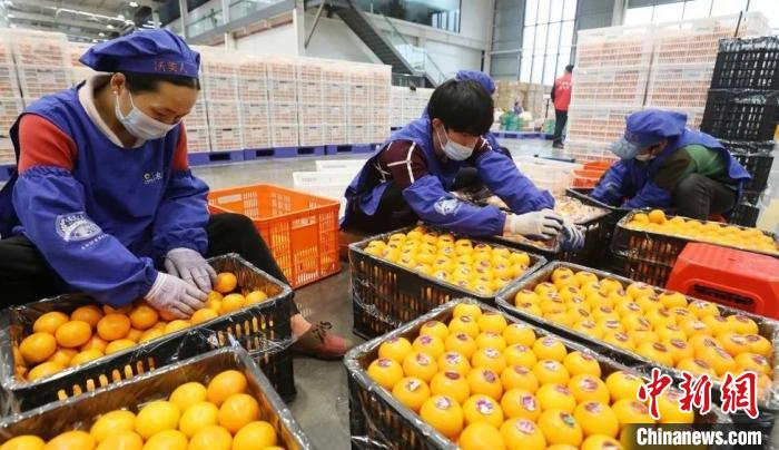 中国广西武鸣沃柑俏销柬埔寨、泰国等东盟市场