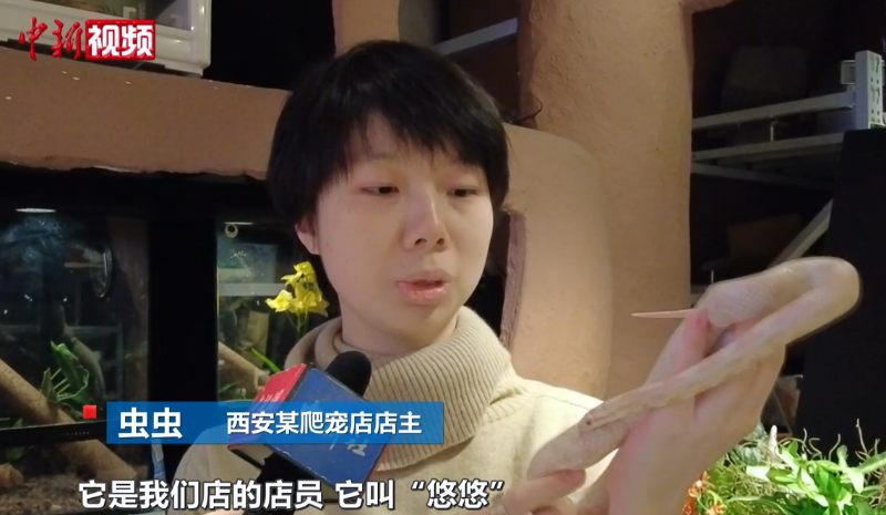 【新春纪事】探访西安“Z世代”养蛇达人：蛇年蛇宠走俏