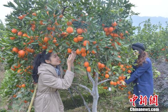 Malaysian businessman signs 500 metric tons of orange deal with Chongqing