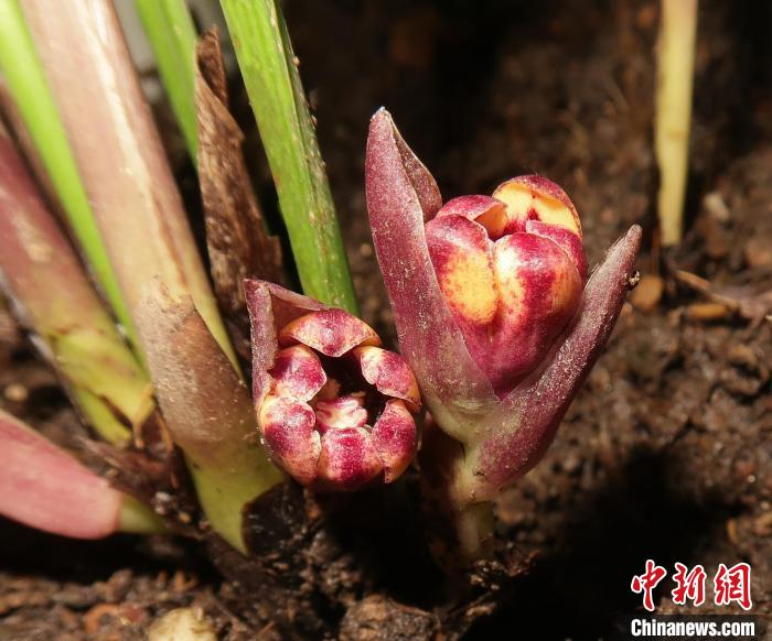 中越科研人员携手合作发现6个蜘蛛抱蛋属植物新种