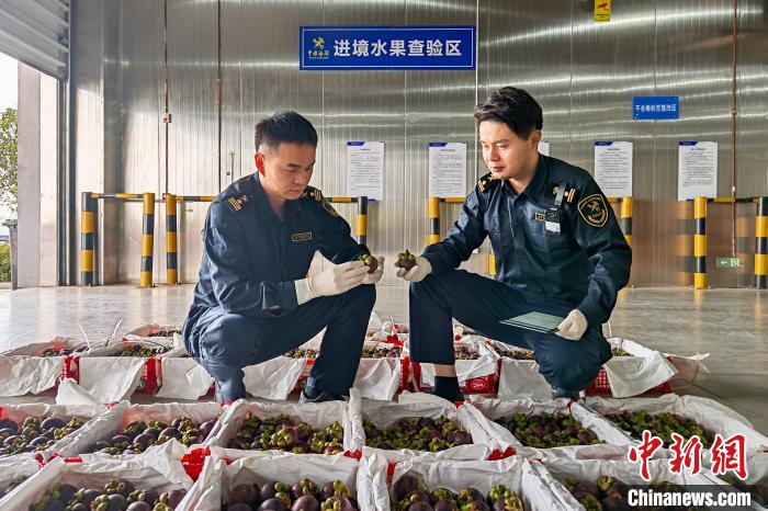 东盟应季水果在湖北鄂州抢“鲜”通关