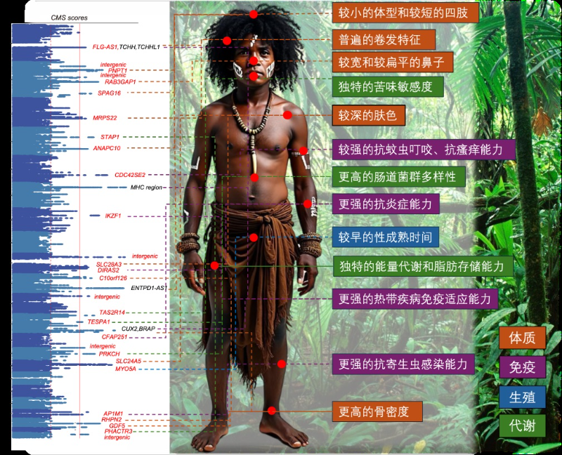 中国科学家牵头，东南亚人群基因组被破译