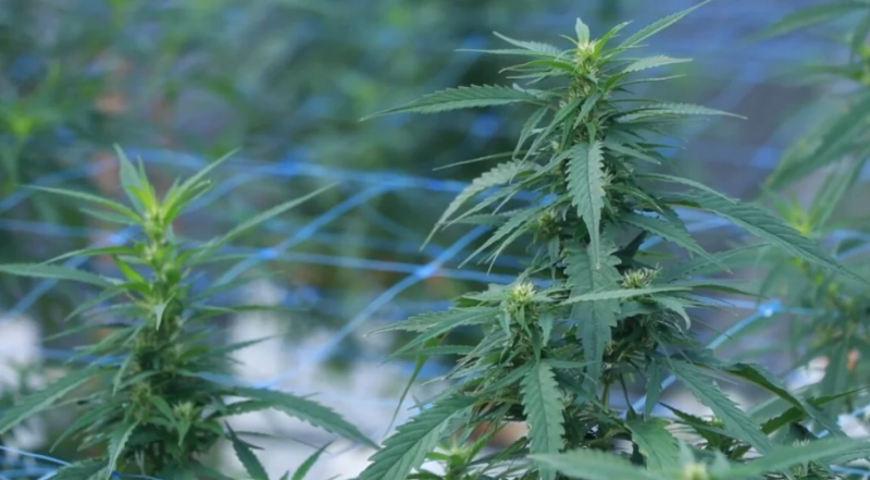 泰国加强大麻销售管控 7月起实施处方购买制度