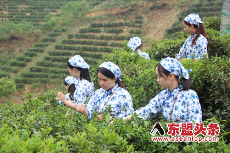 广西苍梧：一片叶子的富农密码与文化远行