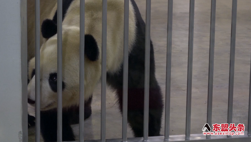Malaysia welcomes new giant panda couple "Chen Xing", "Xiao Yue"
