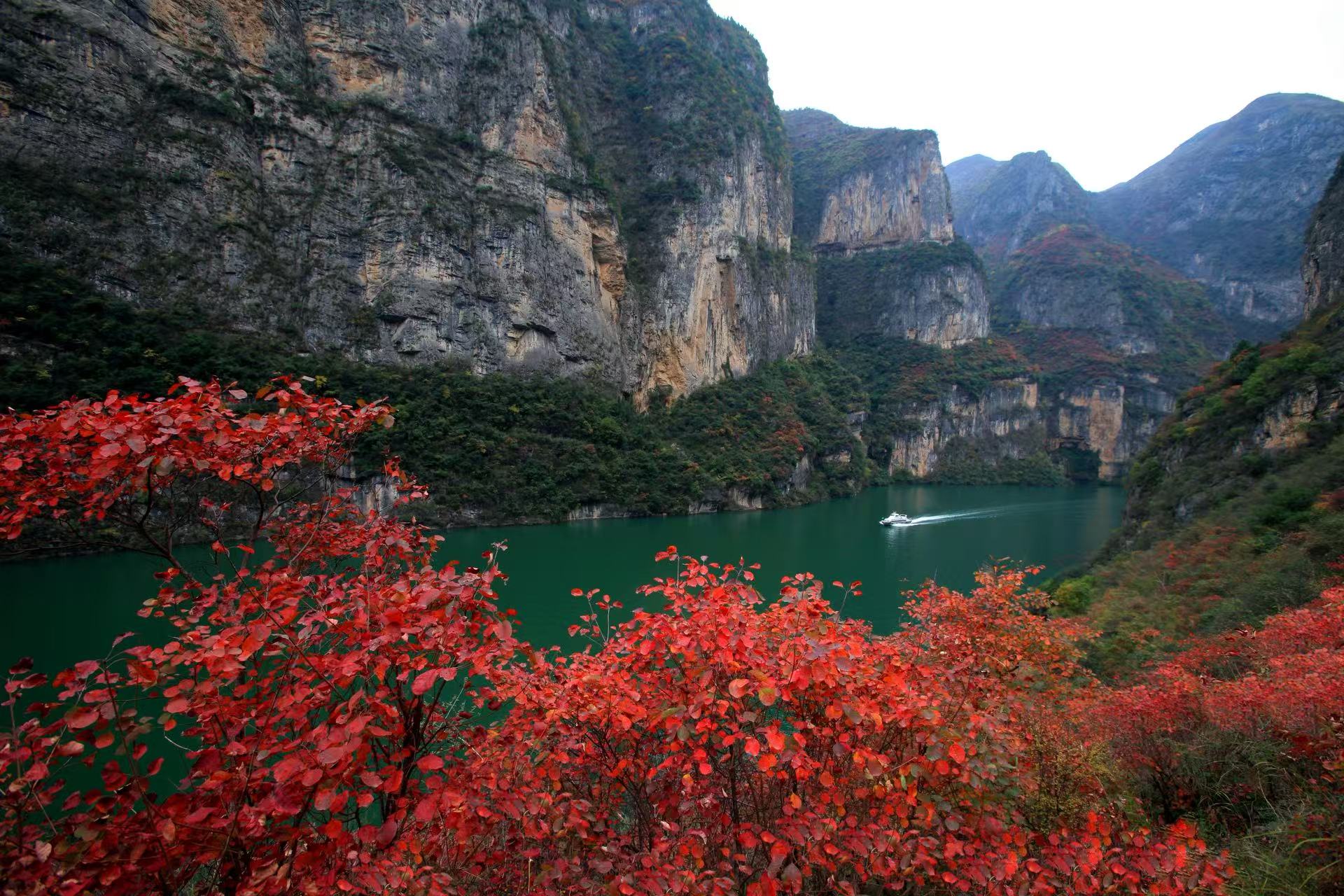 百万亩绚烂红叶向世界发出盛情之约 第十九届重庆长江三峡（巫山）国际红叶节开幕