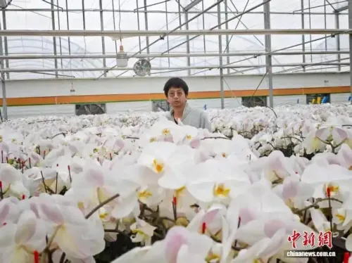 “80后”越南侨眷云南开远铺就蝴蝶兰“花漾”致富路