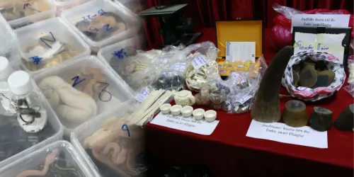 泰老边境频现野生动物走私 黑市交易猖獗危害濒危物种