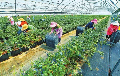 云南蓝莓经中老铁路直通东南亚
