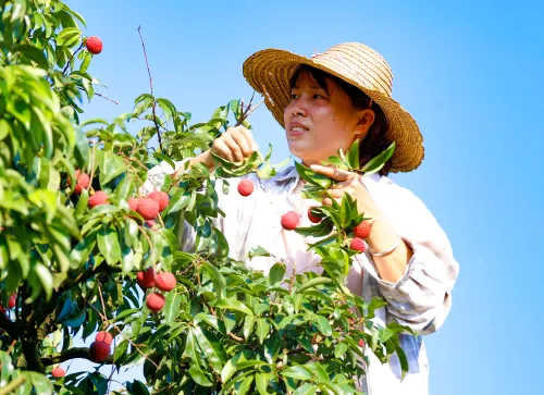 广西苍梧沙头迟熟荔枝甜蜜上市