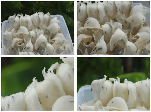 柬埔寨燕窝凭什么脱颖而出？产区对比与高棉吉燕品牌解读