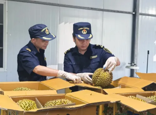 1至6月广西中越铁路进口水果量显著提升