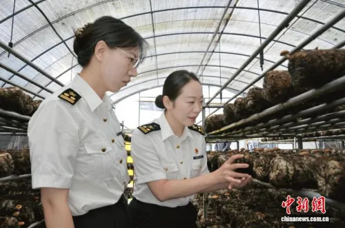 云南丽江榆黄菇菌种首次出口越南