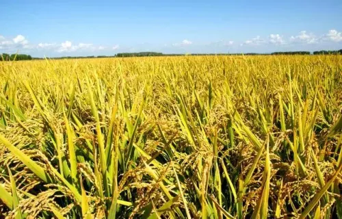 粮食安全问题如何破解？多国水稻专家在滇共探新品种培育之法