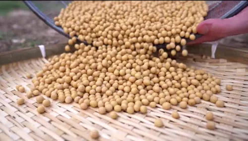 A Nanfan Story: When an American Student Meets a Chinese Soybean Breeding Expert