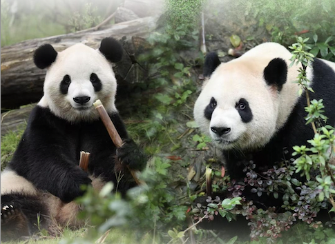 中国大熊猫抵美 动物园：期待大熊猫与游客正式见面