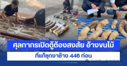 泰国林查班港特大走私案，查获446根走私象牙