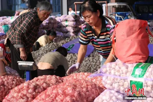 （走进中国乡村）“中国大蒜之乡”河南杞县“蒜”出百亿产业