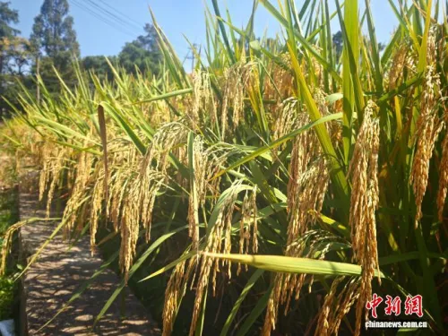 中国杂交水稻推进海外制种本土化 护航全球粮食安全