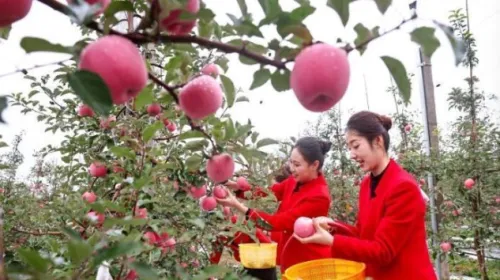 通道赋能 “甘味”香飘东盟市场